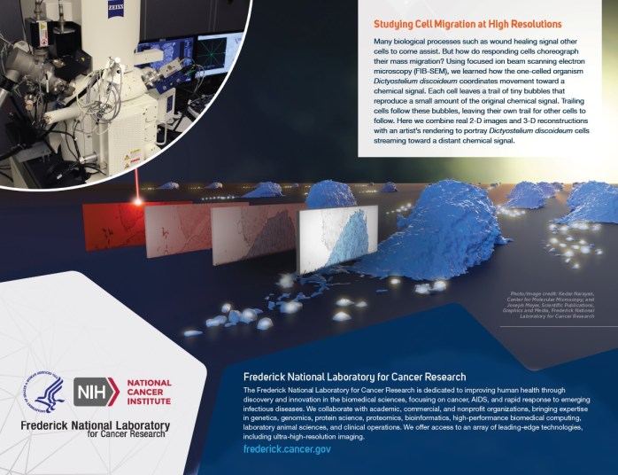 Studying Cell Migration at High Resolution